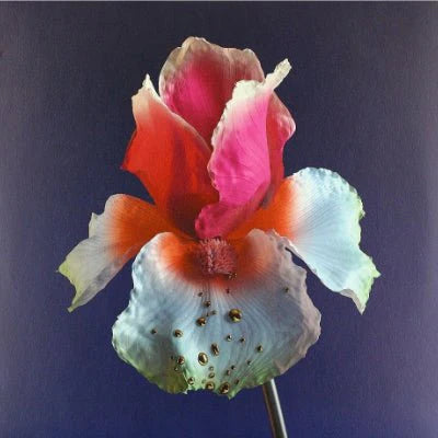 Flume - Tiny Cities feat. Beck: Lindstrom & Prins Thomas Remix b/w Take A Chance feat. Little Dragon: Kolsch Remix