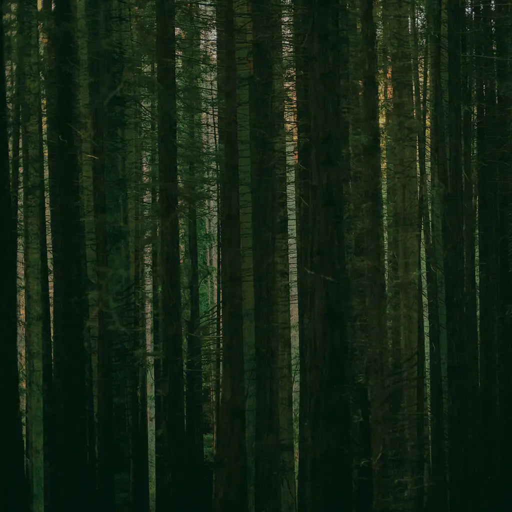 Paper Kites - Evergreen [RSD 2024