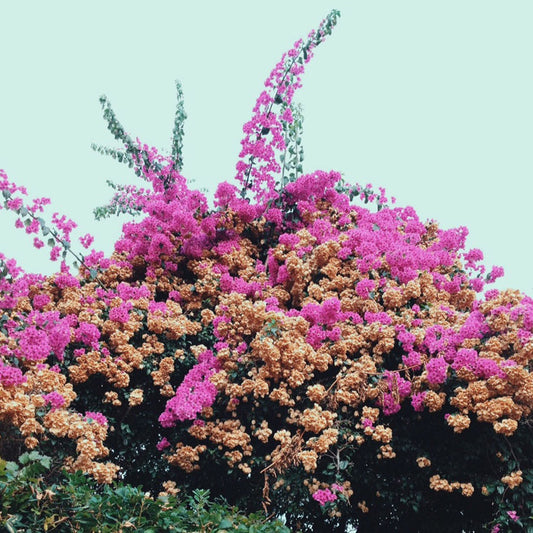 Jay Som - Turn Into